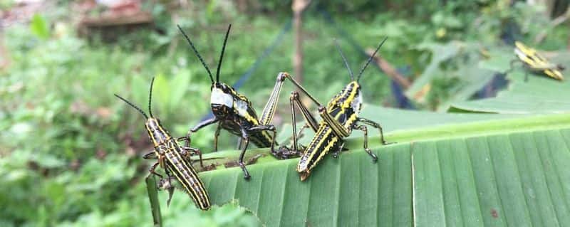 The invasion of locusts Tamilnadu come
