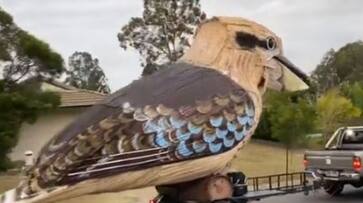 Watch Australian man builds giant laughing kookaburra during coronavirus lockdown Twitterati impressed Watch Australian man builds giant laughing kookaburra during coronavirus lockdown Twitterati impressed