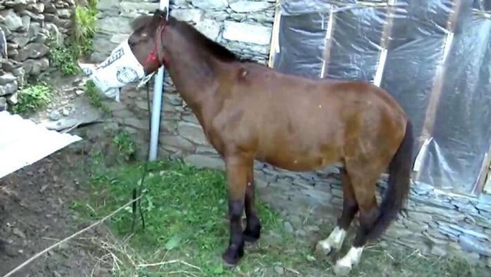 horse put under home quarantine in jammu kashmir for covid 19 fear horse put under home quarantine in jammu kashmir for covid 19 fear