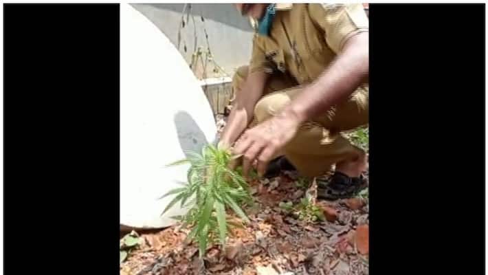 cannabis cultivation in thrissur cannabis cultivation in thrissur