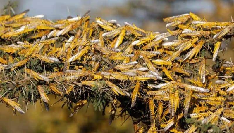 Know about Desert locust and its effects on Indian agriculture