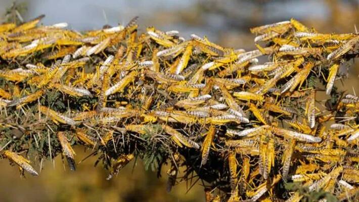 Locust Spreads To Maharashtra, UP high alert in Punjab Locust Spreads To Maharashtra, UP high alert in Punjab