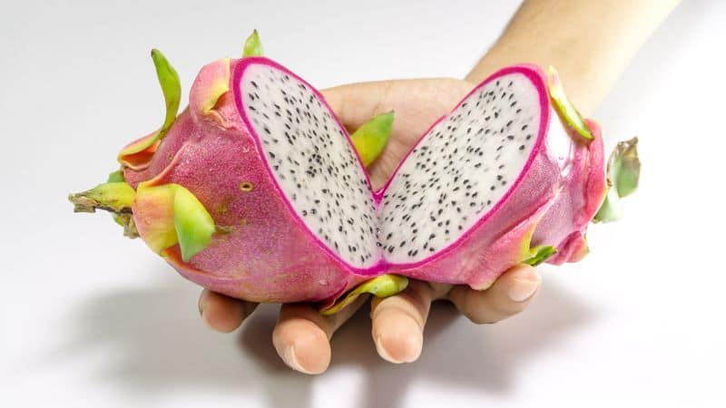 dragon fruit in home and balcony