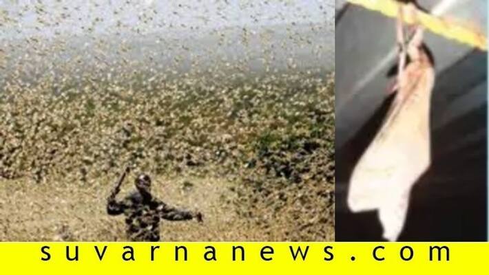 big locusts found in karkala big locusts found in karkala