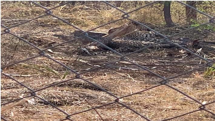 Forest officers rescued cheeta in Nalgonda district Forest officers rescued cheeta in Nalgonda district