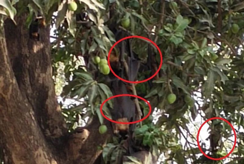 IVRI बरेली के निदेशक डॉ. आरके सिंह ने ने मीडिया को बताया कि चमगादड़ों की मौत के पीछे कोरोना वायरस कारण नहीं है। चमगादड़ों के पोस्टमॉर्टम से इसका खुलासा हो गया है। चमगादड़ों में कोरोना वायरस नहीं पाया गया है। रेबीज की भी जांच की गई है लेकिन, पोस्टमॉर्टम में मौते के पीछे न तो कोरोना वायरस और ना ही रेबीज कारण पाया गया है।