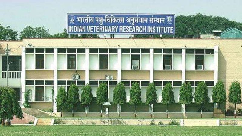 संस्थान के निदेशक डॉ. आरके सिंह के मुताबिक पोस्टमॉर्टम से साफ हो गया है कि चमगादड़ों की मौत ब्रेन हैमरेज के कारण हुई है। तेज गर्मी के कारण ऐसा हुआ होगा। पिछले दिनों पूर्वांचल में एकाएक तापमान 44 डिग्री सेल्सियस के पास पहुंच गया था। ऐसे में गर्मी के कारण ब्रेन हैमरेज होने से चमगादड़ों की मौत हुई होगी। फिलहाल और जांचें जारी हैं। इनकी मौत के पीछे बर्ड फ्लू की भी कोई संभावना नहीं है।
