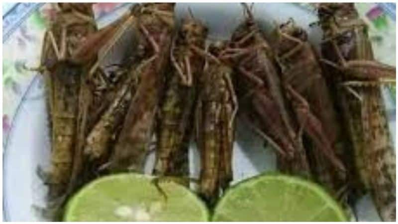 Locust 65 out of trouble ... Locust biryani sale in India