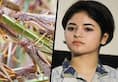 Attitude worse than locust attacks: Zaira Wasim ascribes attacks to wrath of God