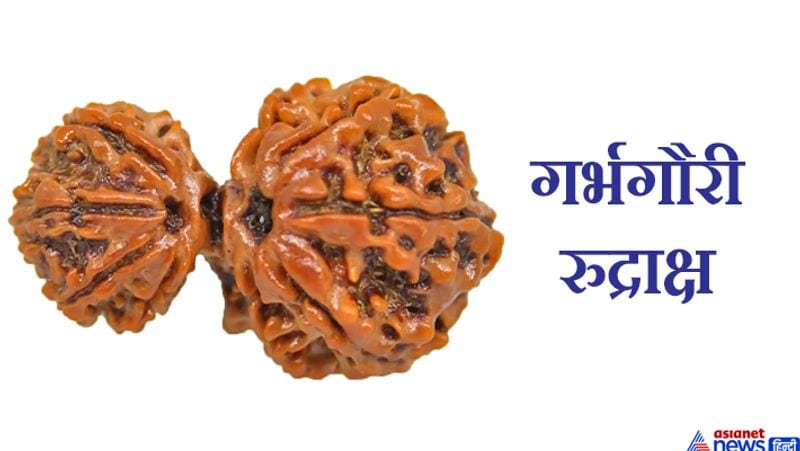 2. गर्भगौरी रुद्राक्ष
जिन लोगों को संतान नहीं है, वे यदि महेश नवमी पर गर्भगौरी रुद्राक्ष की स्थापना अपने पूजा स्थान पर कर, रोज उसकी पूजा करें तो उनकी ये इच्छा पूरी हो सकती है।

