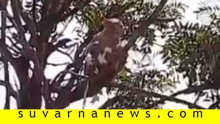 Monkey snatches blood samples of Coronavirus patients in Meerut Monkey snatches blood samples of Coronavirus patients in Meerut
