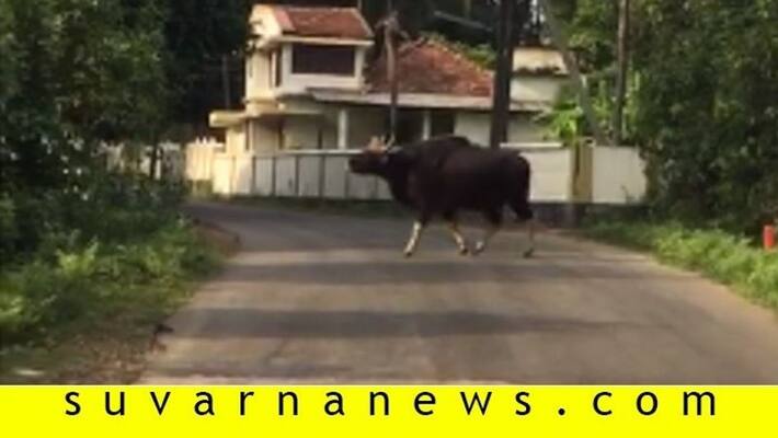 6 Bison crossing road in karkala 6 Bison crossing road in karkala