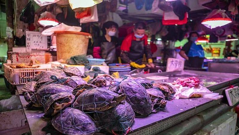 china capital Beijing meat and sea food market has corona