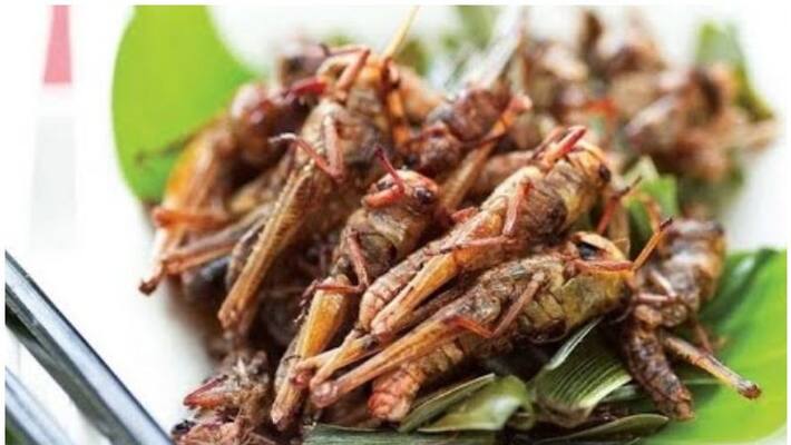 Can the crop damaging locusts be eaten for food ? Can the crop damaging locusts be eaten for food ?