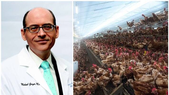 scientist Dr Michael Greger says Killer virus from chicken farms could wipe out half of mankind scientist Dr Michael Greger says Killer virus from chicken farms could wipe out half of mankind