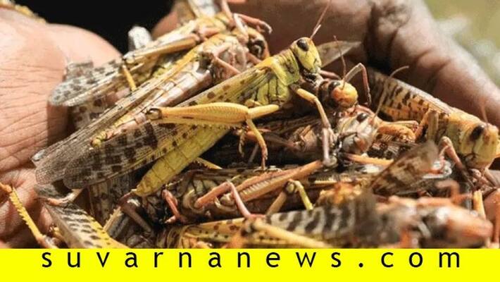 Know about Desert locust and its effects on Indian agriculture Know about Desert locust and its effects on Indian agriculture