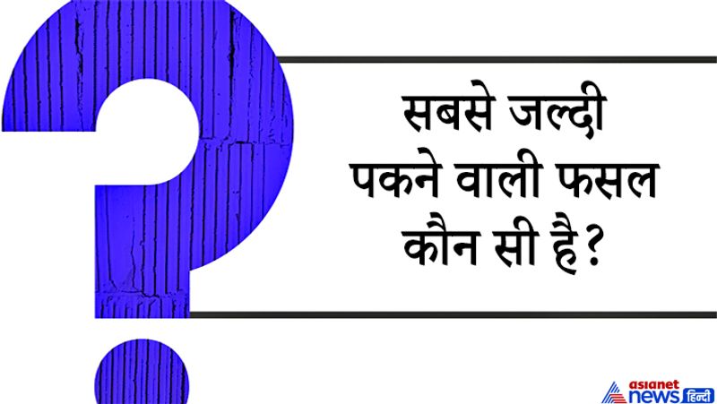 जवाब: सबसे जल्दी पकने वाली फसल मक्का है। भूगोल, इतिहास, खेल और कृषि से जुड़े सवाल भी IAS इंटरव्यू में पूछे जा सकते हैं। 