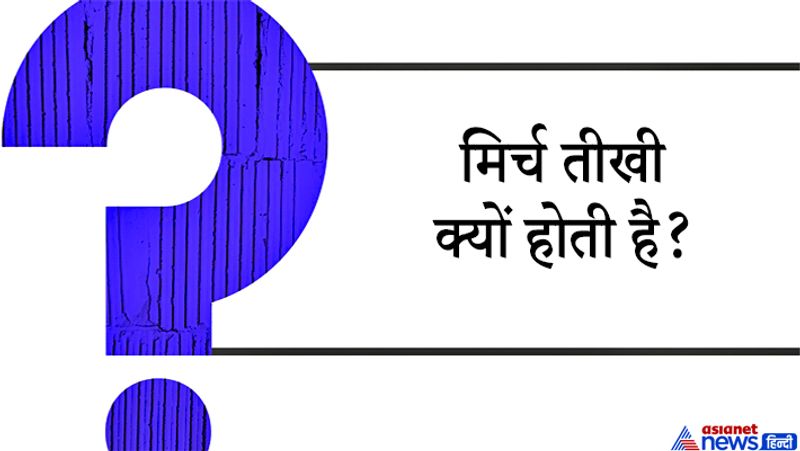 जवाब: मिर्च कैप्सिसिन नामक एक कंपाउंड मिर्च की बीच वाली परत पर पाई जाती है कैप्सिसिन जीभ और त्वचा की नसों पर असर करती है। इससे जलन और गर्मी का एहसास होता है।
ये आम जिंदगी से जुड़ा सवाल है खाने-पीने को लेकर, मिर्च तीखी क्यों लगती है लोग सोचते हैं मिर्च ही तीखी होती है जबकि ऐसा नहीं है। मिर्च में मौजूद कैप्सिसिन इंसान की त्वचा पर विपरीत असर डालता है इसलिए ये हमें तीखी लगती है या जलने जैसा महसूस करवाती है।