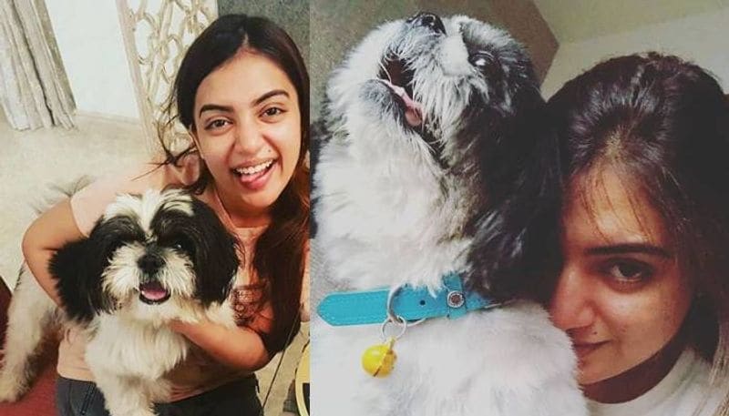 In the movie Bangalore Days, there were two dogs and Nazriya had to interact with both of them. While she was utterly petrified, the profession demands it.