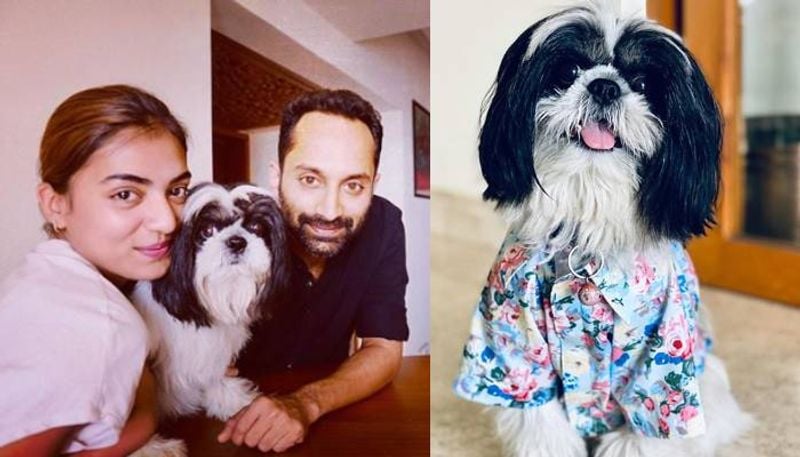 Wondering how she grew close to dogs? Fahadh Faasil is the reason. He along with his entire family are dog lovers.