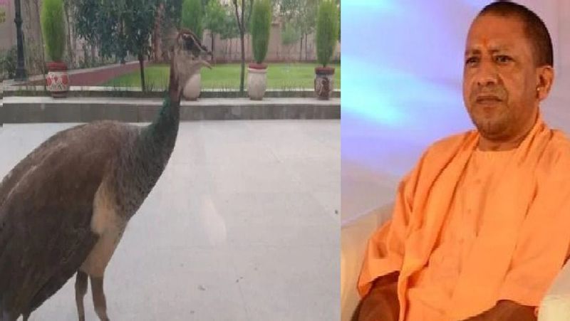 मुख्यमंत्री योगी आदित्यनाथ के करीबी बताते हैं कि यहां गोशाला तो नहीं है अब ये मोर ही हैं, जो हर सुबह-शाम योगी आदित्यनाथ के साथी बने हुए हैं।
