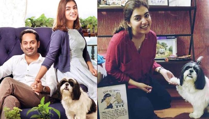  But after a while, Fahadh gifted Nazriya a cute little dog. And surprisingly, the puppy melted Nazriya's heart. They named the dog 'Oreo.'