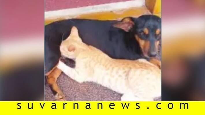 Dog feed milk to cat in kodagu Dog feed milk to cat in kodagu