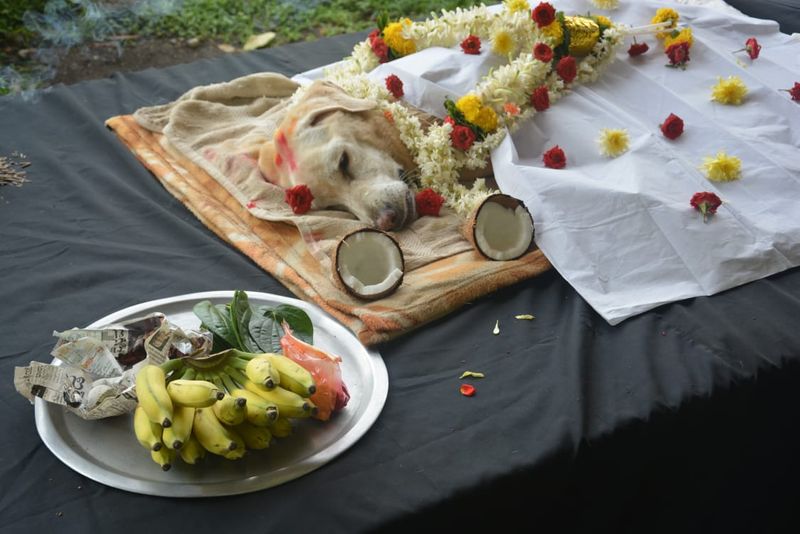 ಈ ಶ್ವಾನ ರಾಷ್ಟ್ರಪತಿ, ಪ್ರಧಾನಿ, ಸಿಎಂ ಭದ್ರತೆಯಲ್ಲಿ ಭಾಗಿಯಾಗಿತ್ತು. 