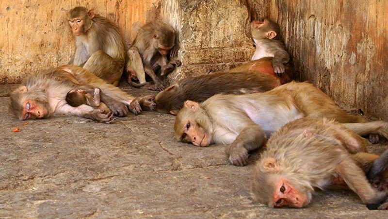 जयपुर के प्रसिद्ध गलताजी मंदिर में आराम फरमाती बंदरों की टोली।