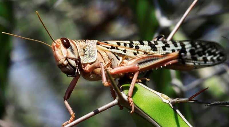 Flight Safety: Locust swarm could be worse than bird strike