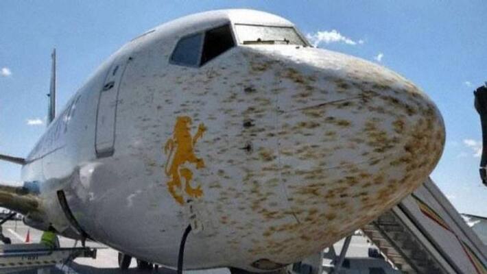 Flight Safety: Locust swarm could be worse than bird strike Flight Safety: Locust swarm could be worse than bird strike