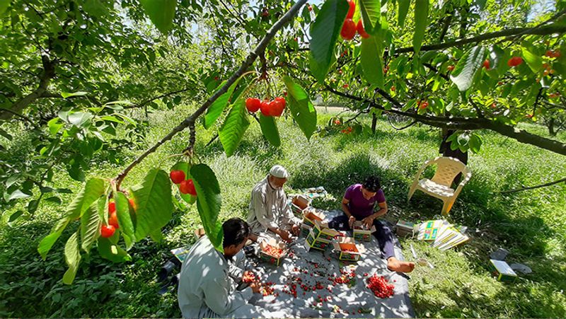 जम्मू-कश्मीर के गंडरवाल जिले में चेरी के बागान में पैकेजिंग करते लोग।