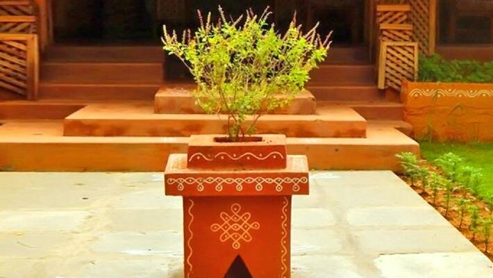 Tulsi plants disappear mysteriously amid COVID crisis Tulsi plants disappear mysteriously amid COVID crisis
