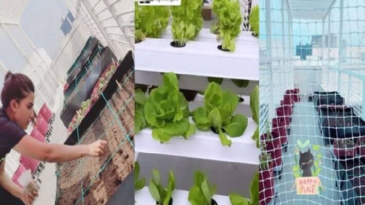 Samantha Akkineni shares video pics of her terrace vegetable garden Samantha Akkineni shares video pics of her terrace vegetable garden