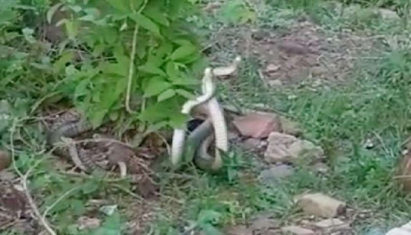 माना जाता है कि जब कहीं नाग और नागिन प्रेमलाप करते नजर आ जाएं, तो यह खुशहाली का सूचक होता है। यह प्रेम लीला क्षेत्र में अच्छी बारिश का भी संकेत देती है।