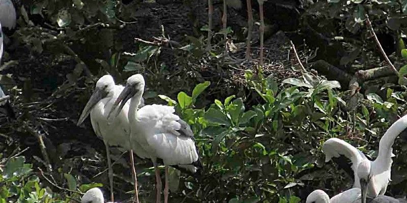 প্রতিবছর বর্ষার সময়ে অর্থাৎ জুন-জুলাই মাস নাগাদ উত্তর-পূর্ব এশিয়ার বিভিন্ন দেশ থেকে পরিযায়ী পাখির দলে চলে আসে রায়গঞ্জে, কুলিক পক্ষীনিবাসে।