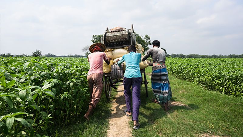 अम्फान के चलते पश्चिम बंगाल में खेत बर्बाद हो गए थे।