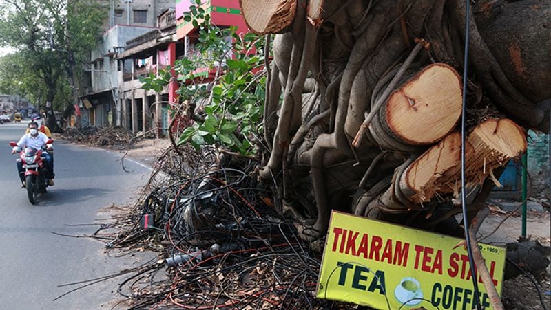 अम्फान से सैकड़ों पेड़ उखड़ गए थे।