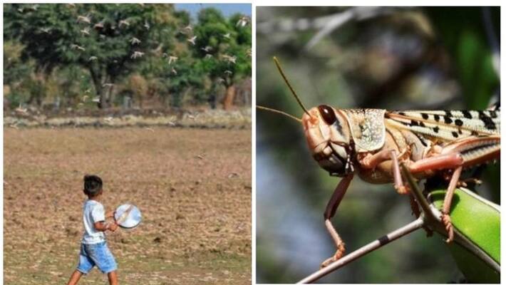 Jharkhand also under locust swarm attack threat, advisory instructs farmers to use Dhols, Nagaras, and Thalis to chase away Jharkhand also under locust swarm attack threat, advisory instructs farmers to use Dhols, Nagaras, and Thalis to chase away