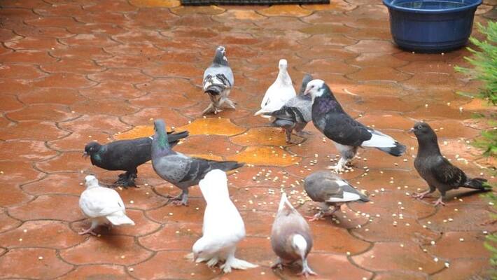 Govt seeks help as bird droppings soil building Govt seeks help as bird droppings soil building
