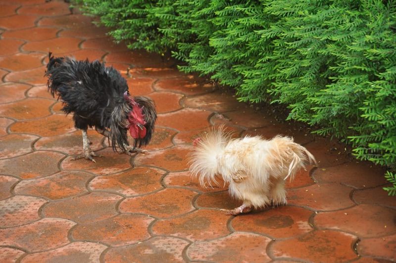 ವಿವಿಧ ಪಕ್ಷಿಗಳು ಮನೆಯ ಸುತ್ತಲೇ ಓಡಾಡಿಕೊಂಡಿರುತ್ತವೆ