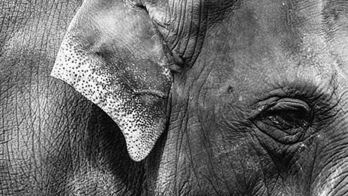 elephant died in Attappadi elephant died in Attappadi