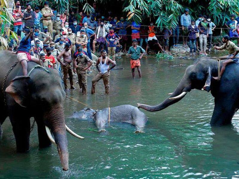 Killing of pregnant elephant in Kerala...Vijayakanth condemned