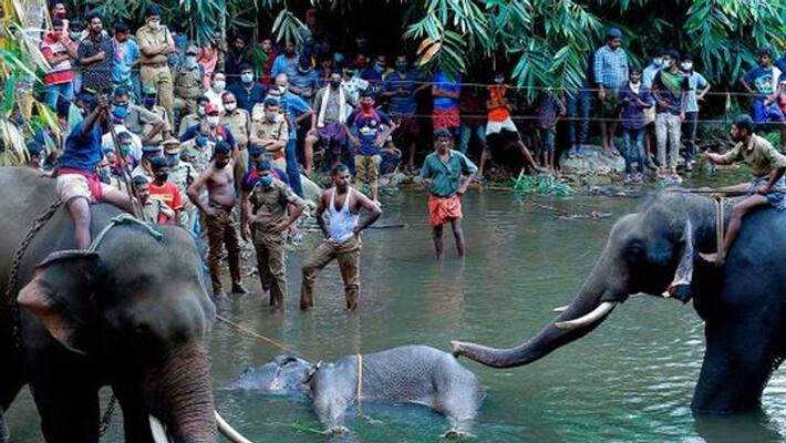 actress simran condemned for elephant death actress simran condemned for elephant death