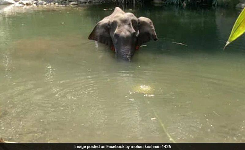 Another Elephant Death In Kerala Likely Due To Crackers, Jaw Was Broken