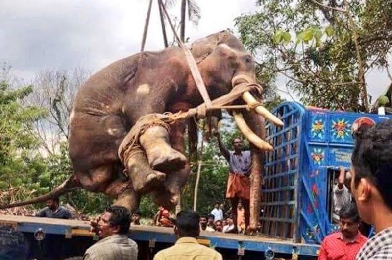 मादा हाथी ने इतने दर्द के बावजूद किसी को नुकसान नहीं पहुंचाया। उसने किसी के ऊपर हमला भी नहीं किया। वह बहुत सीधी थी।
