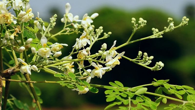<p style="text-align: justify;"><strong>ಅಸ್ತಮಾವನ್ನು ಗುಣಪಡಿಸಬಹುದು: </strong>ಕೆಲವು ಸಂಶೋಧನೆಗಳ ಪ್ರಕಾರ ನುಗ್ಗೆ ಸಾರವನ್ನು ನಿಯಮಿತವಾಗಿ ಸೇವಿಸುವುದರಿಂದ ಉಸಿರಾಟದ ತೊಂದರೆಯಿಂದ ಬಳಲುತ್ತಿರುವ ರೋಗಿಗಳಲ್ಲಿ ಅಸ್ತಮಾ ದ ತೀವ್ರತೆ ಕಡಿಮೆ ಮಾಡಲು ಸಹಾಯ ಮಾಡುತ್ತದೆ.</p>
