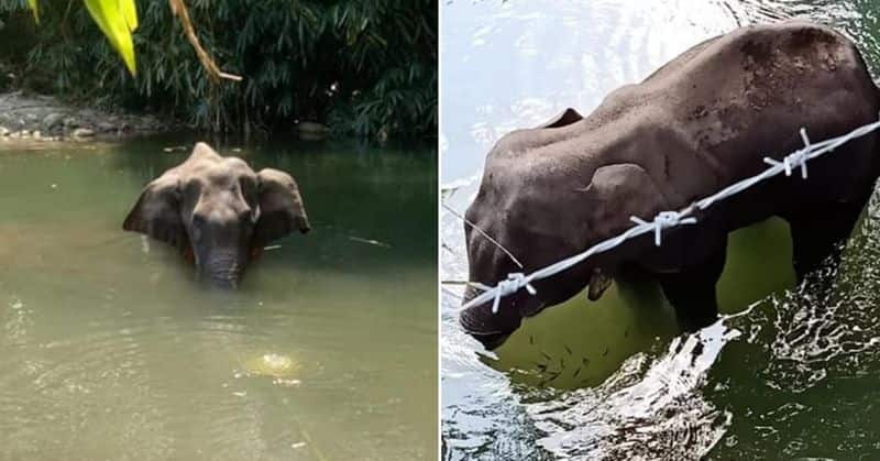 Kerala elephant killing: MP Rajeev Chandrasekhar again appeals to amend PCA Act