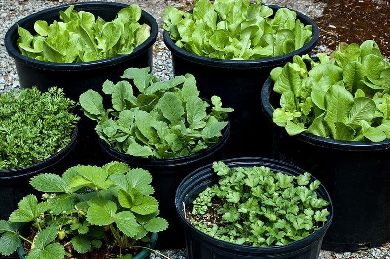 grow vegetables in container