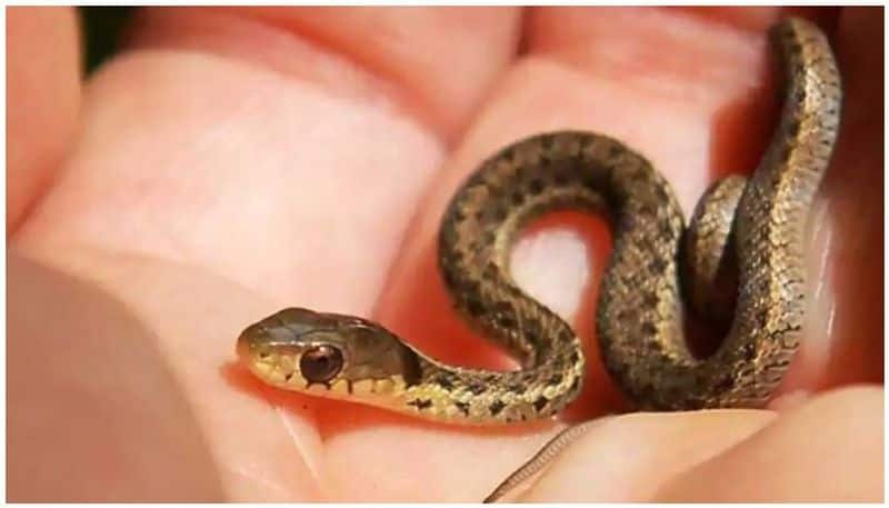 Farmer Finds 40 Baby Snakes Emerging from Air Conditioner in His Home in Meerut